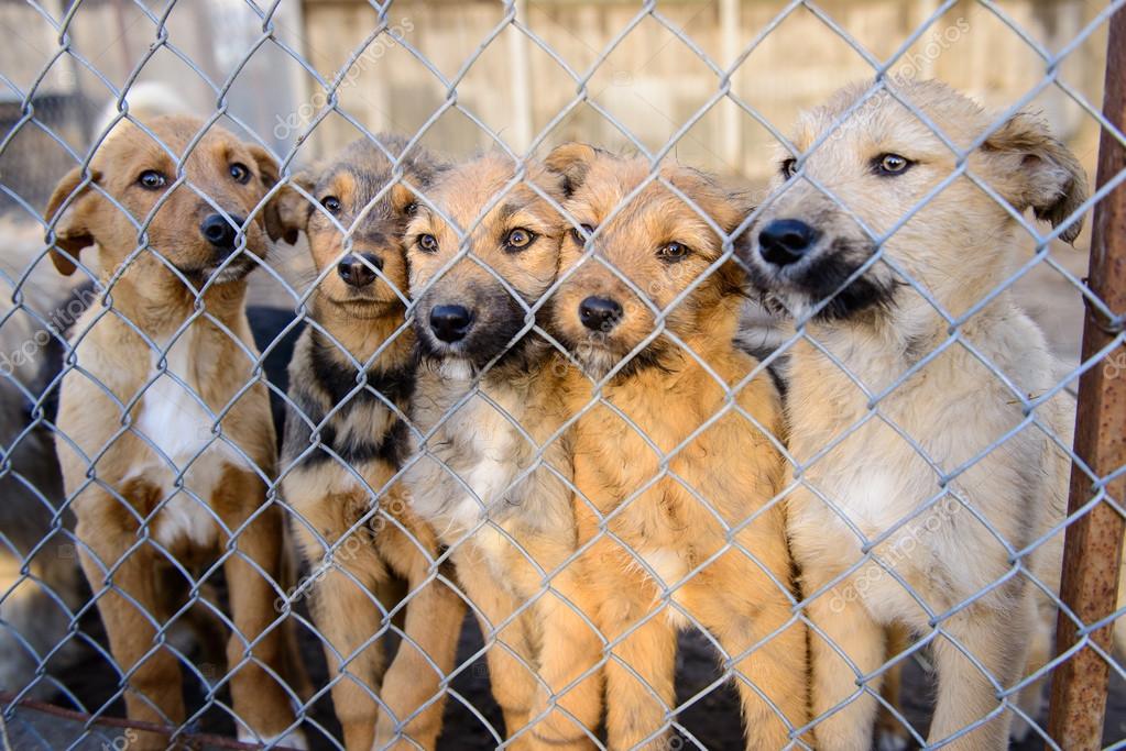 depositphotos 93013268 stock photo dogs in shelter