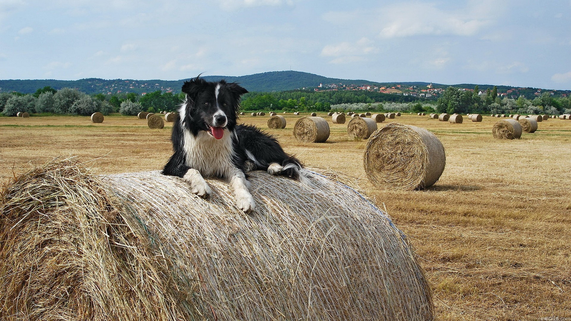 www.GetBg .net Animals Dogs The dog in the manger 080635