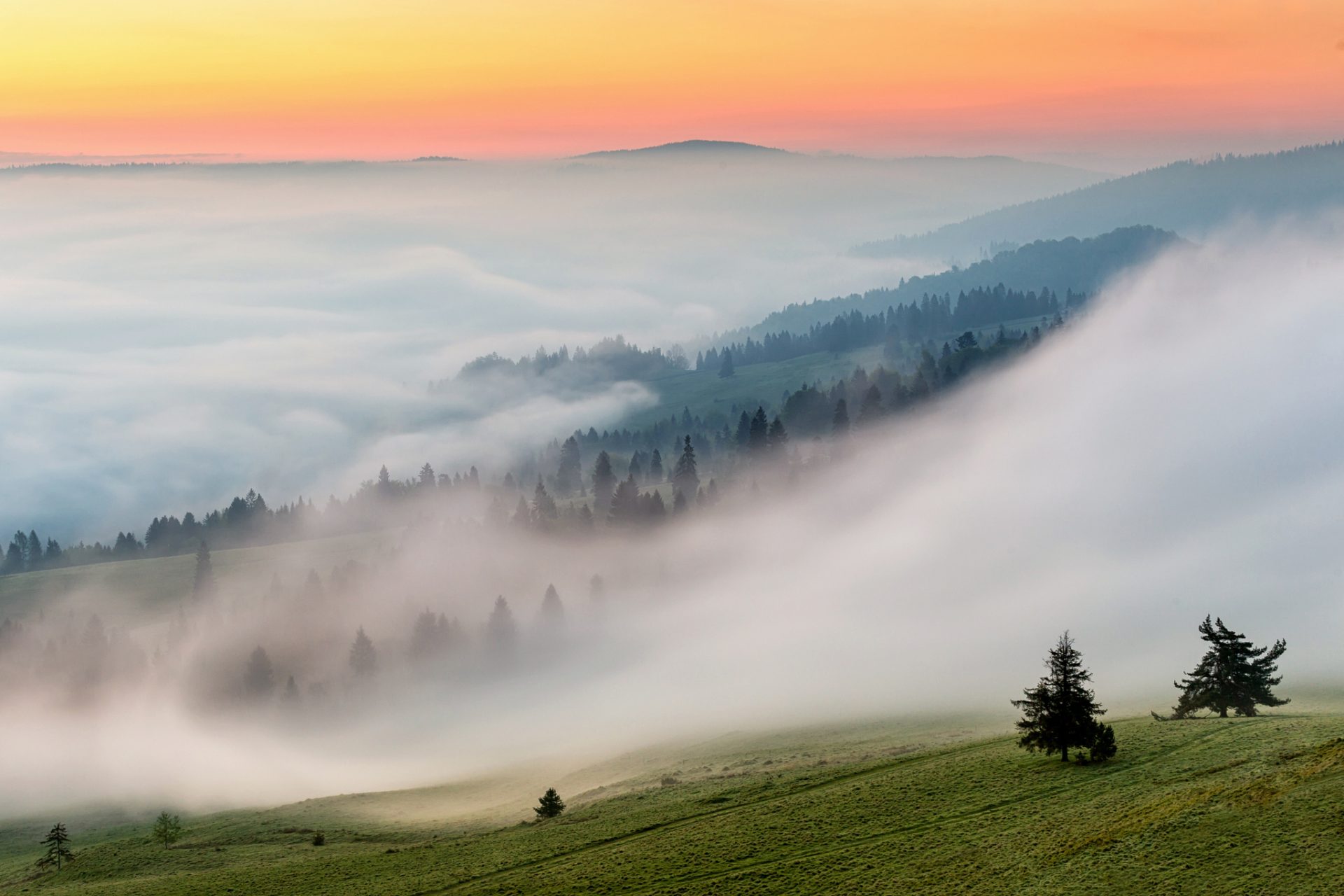 Forests Grasslands Fog 468382