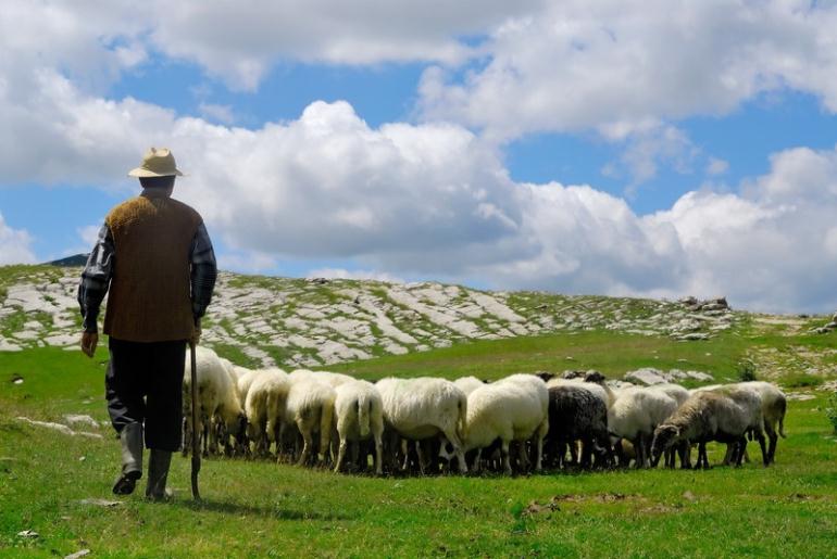 skolko zarabatyvaet pastuh