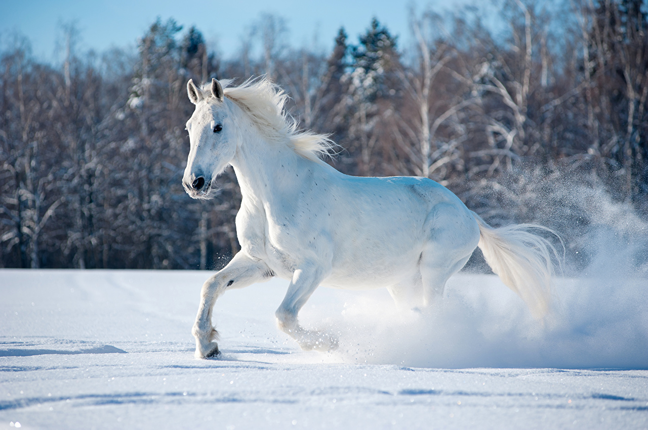 Horses Winter White Snow 466698