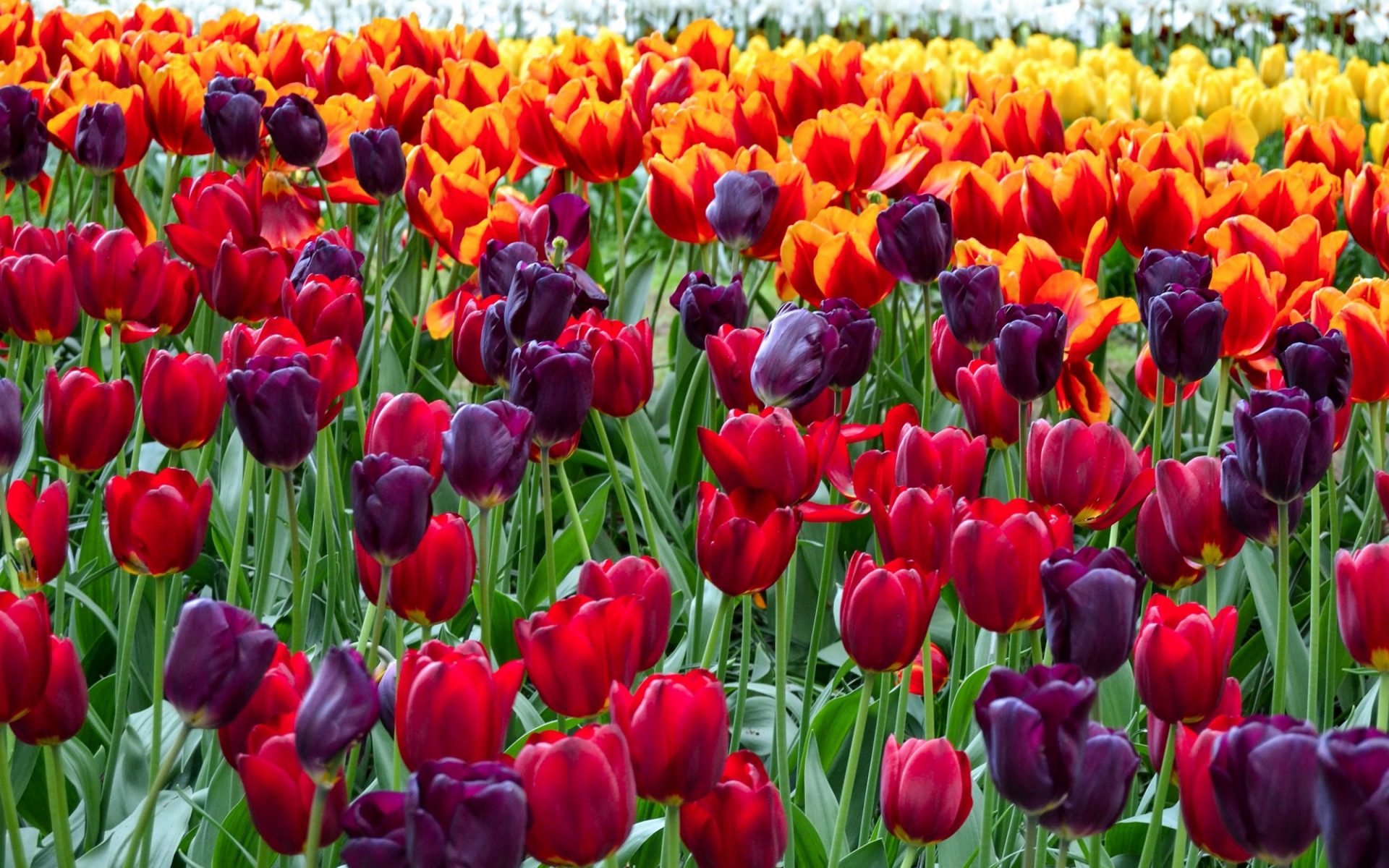 Colorful tulips flowers