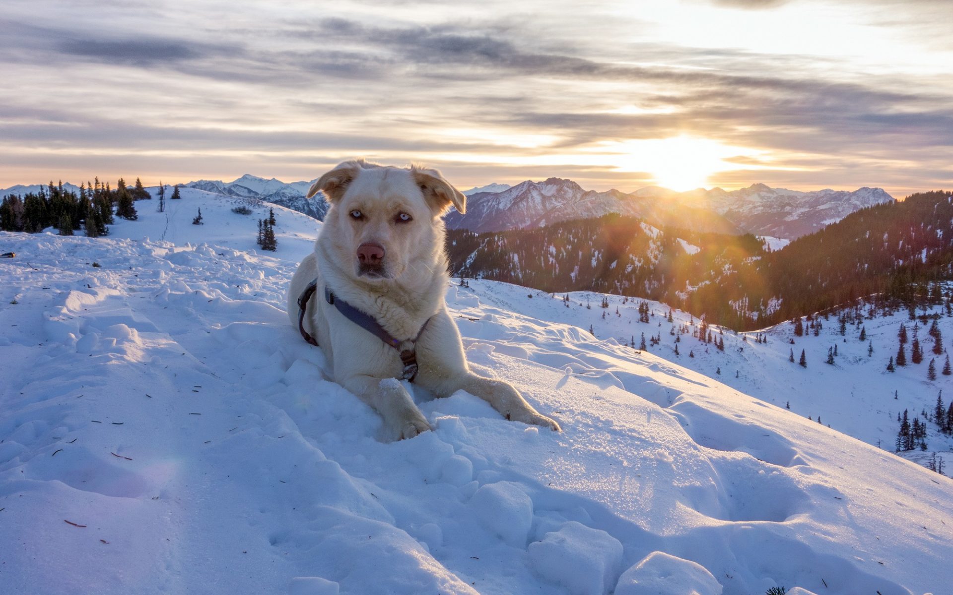 70423 bernskij zennenhund porodistye sobaki arktika zima gora