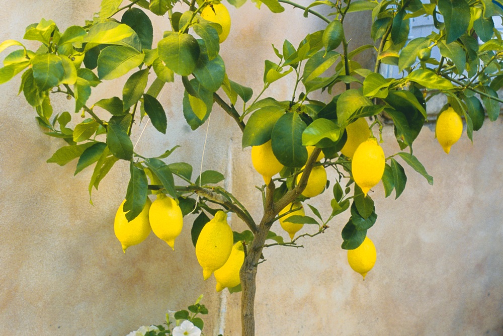 outdoor landscaping small garden lemon tree 2