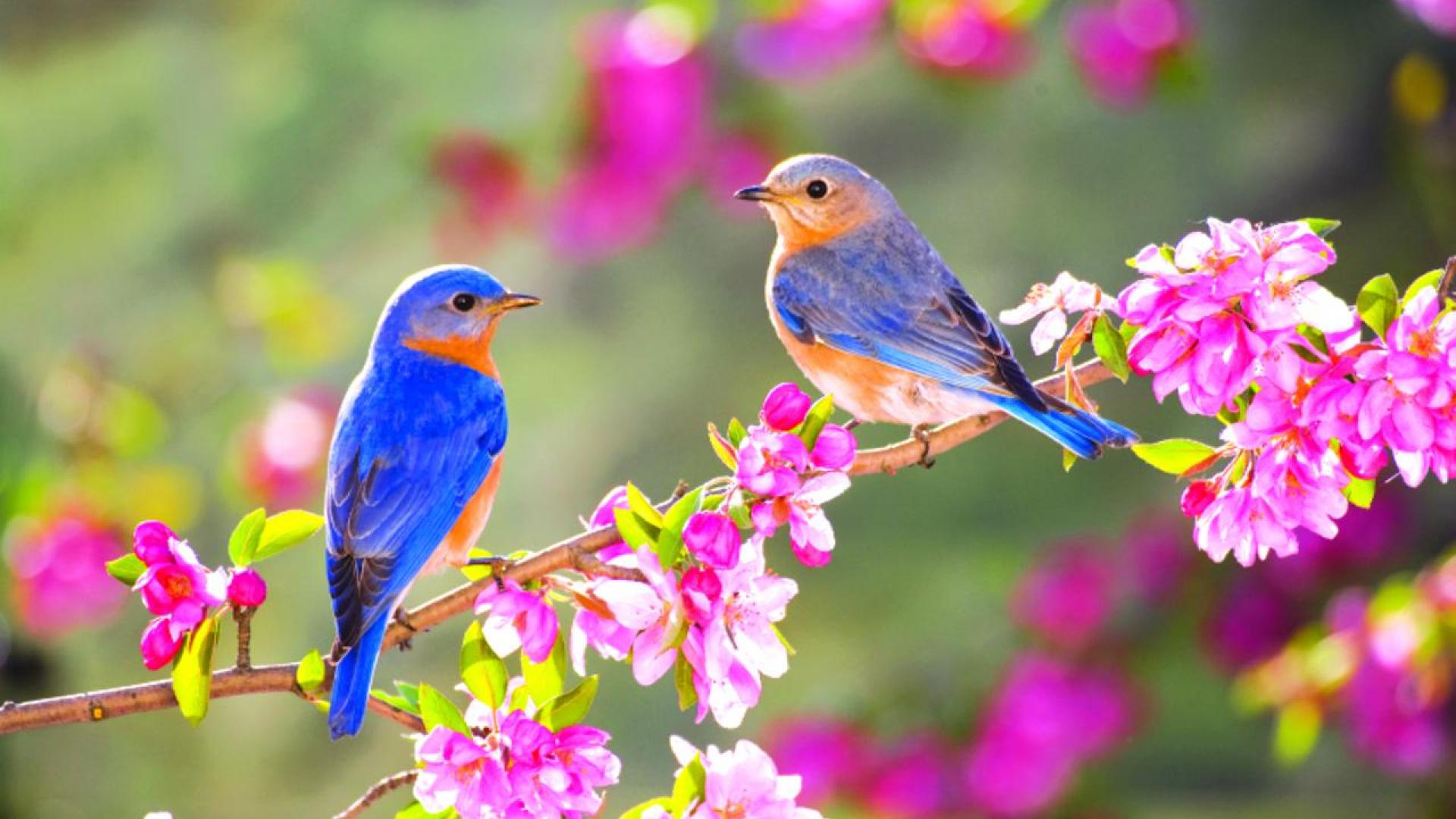 Spring Birds Wallpapers