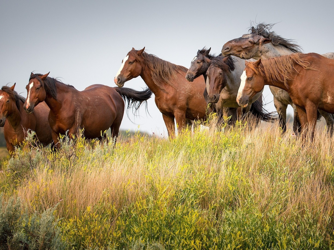 94095 vygon dikaya loshad senokosnoye ugodye pastbishhe mustang loshad