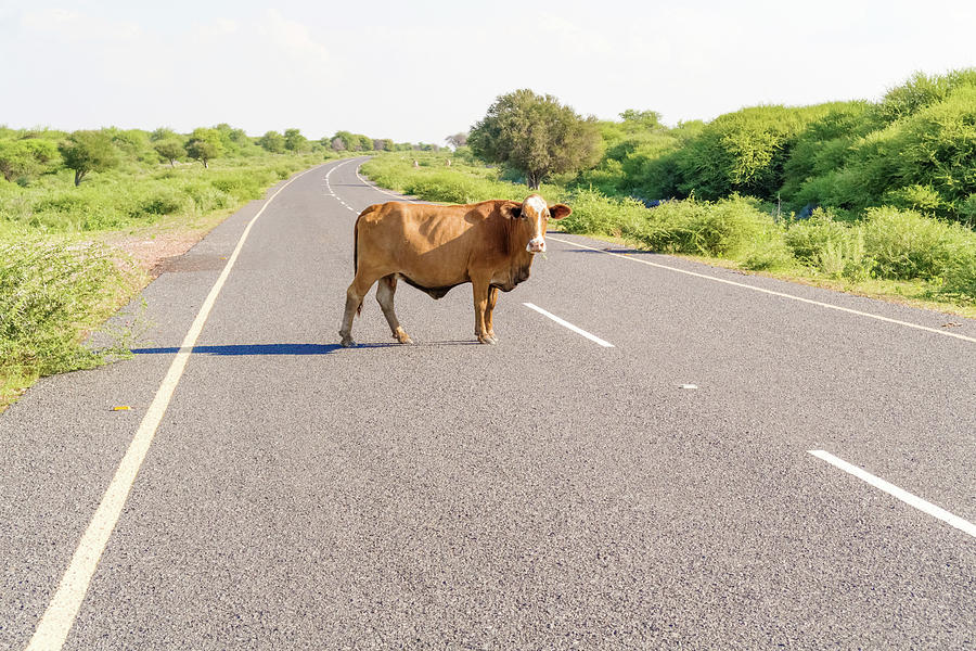 1 cow on the road in botswana marek poplawski