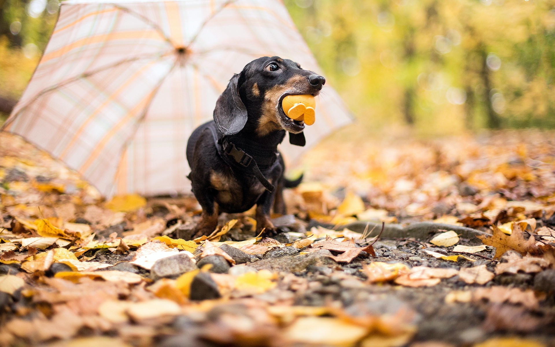 1920x1200 px animals blurred dog 1098712