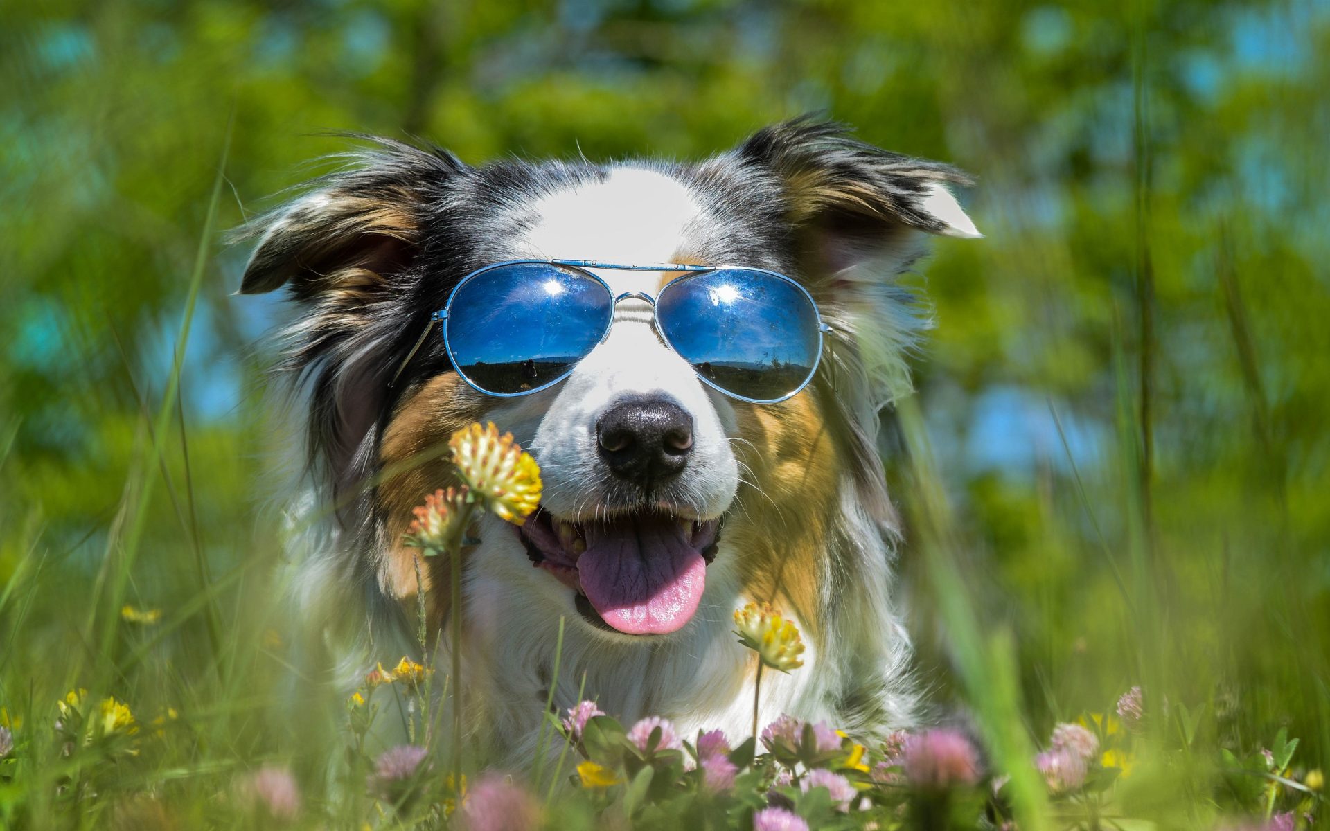 Furry dog sunglass wildflowers funny