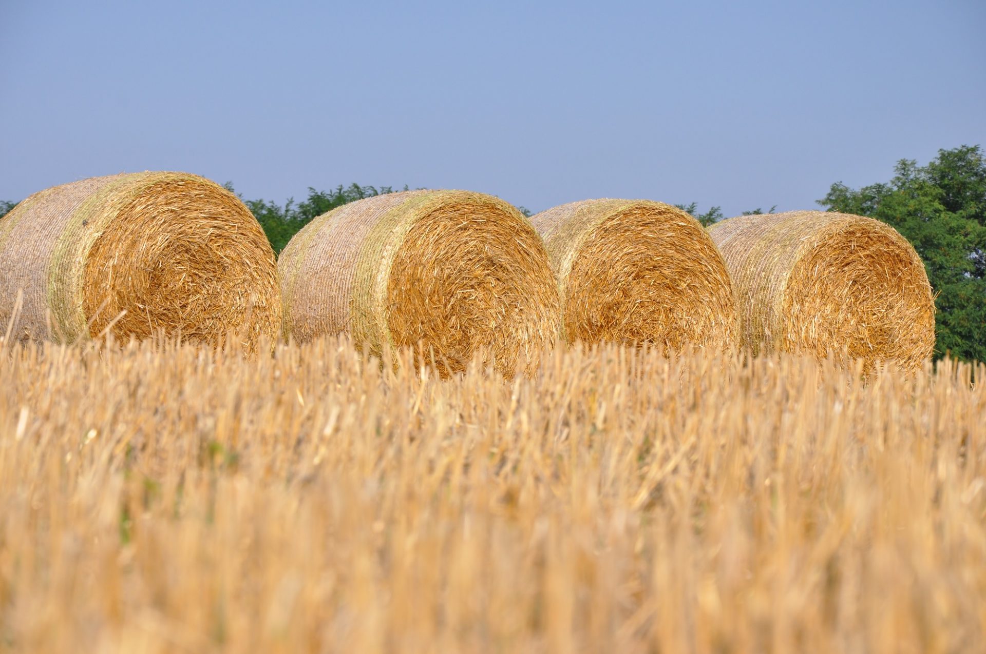 grass plant hay field meadow wheat prairie summer food crop pasture soil yellow agriculture grassland straw rye rural area flowering plant grass family land plant 1081304