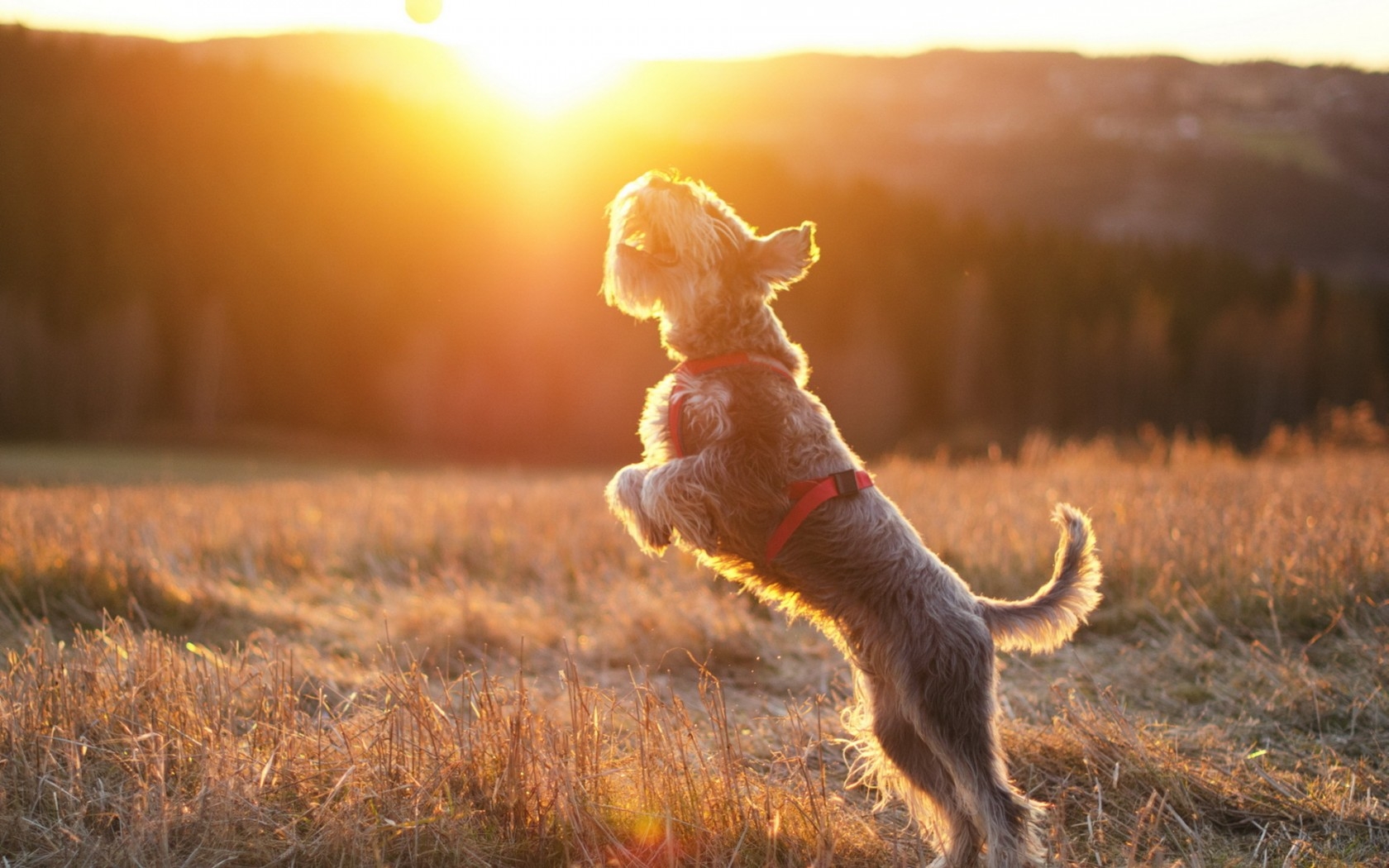 sunlight morning dog Sun ball autumn jump savanna 627968