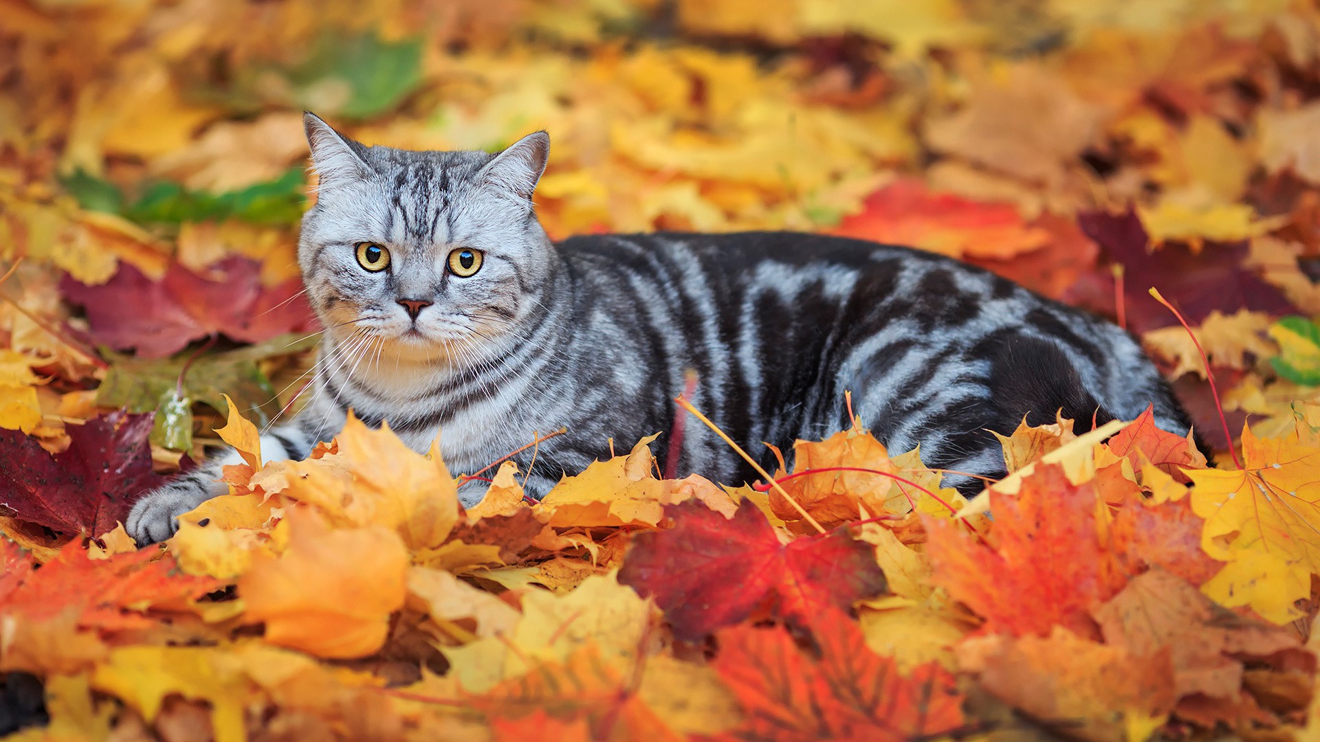 1920x1080 px animals cats fall leaves 1097746