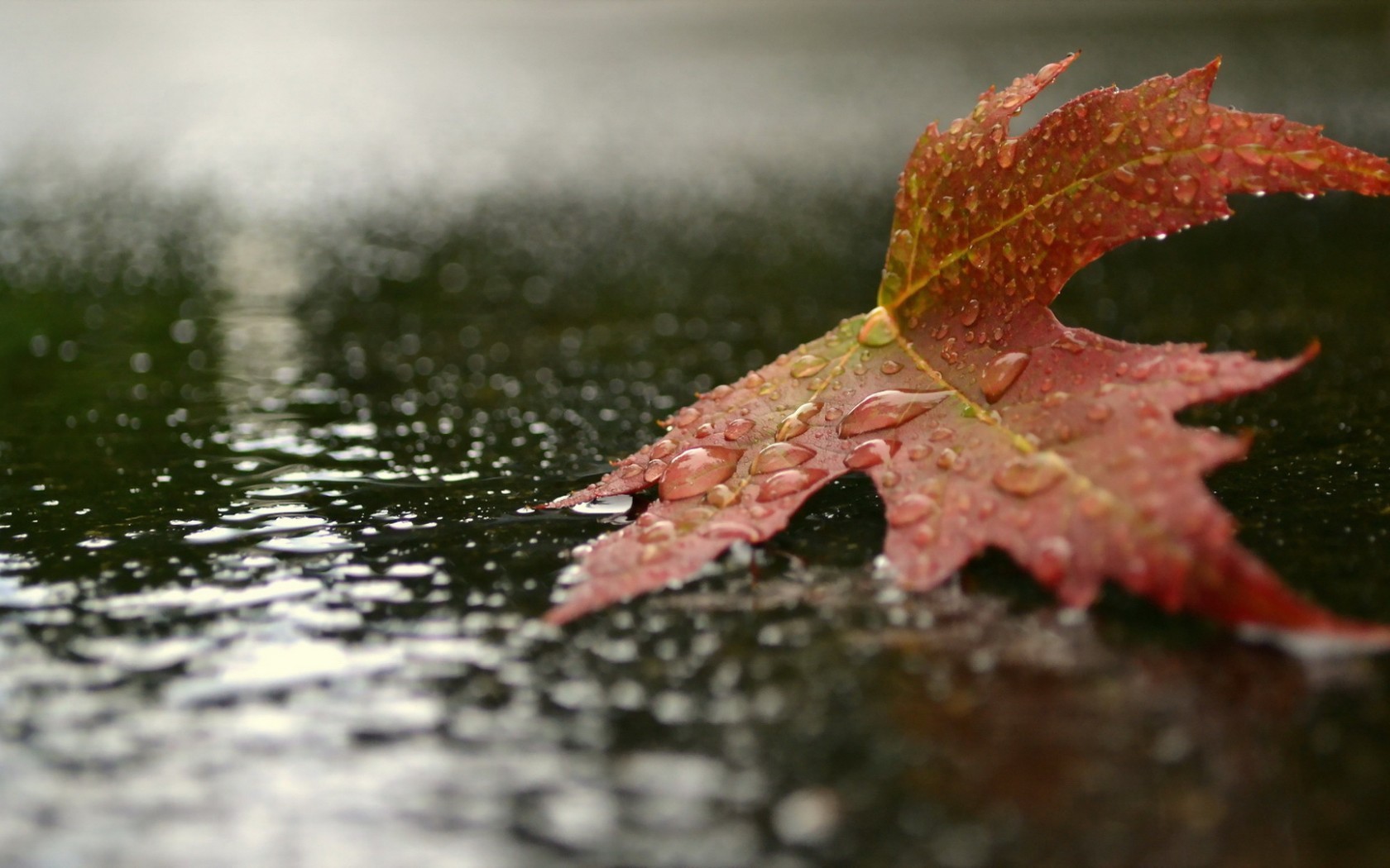 Nature Seasons Autumn Autumn leaf lying in the rain 094986