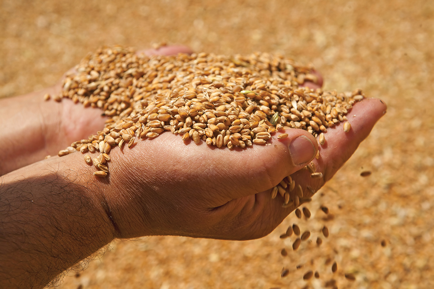 144895 bigstock Wheat Grains In Hands 47814038