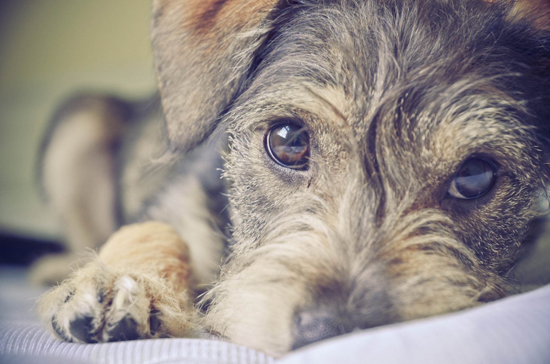 dog brown puppy eyes schnauzer 644192