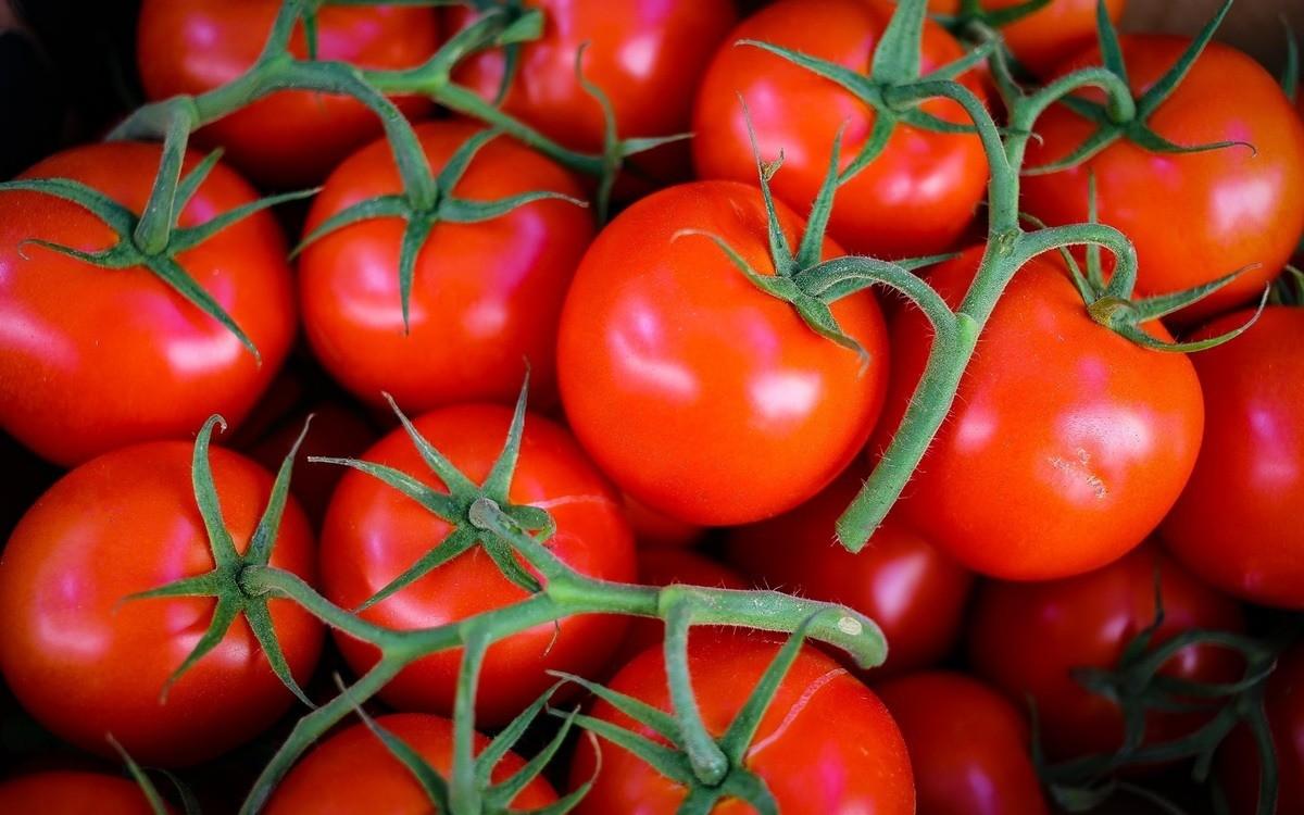 fresh red tomatoes