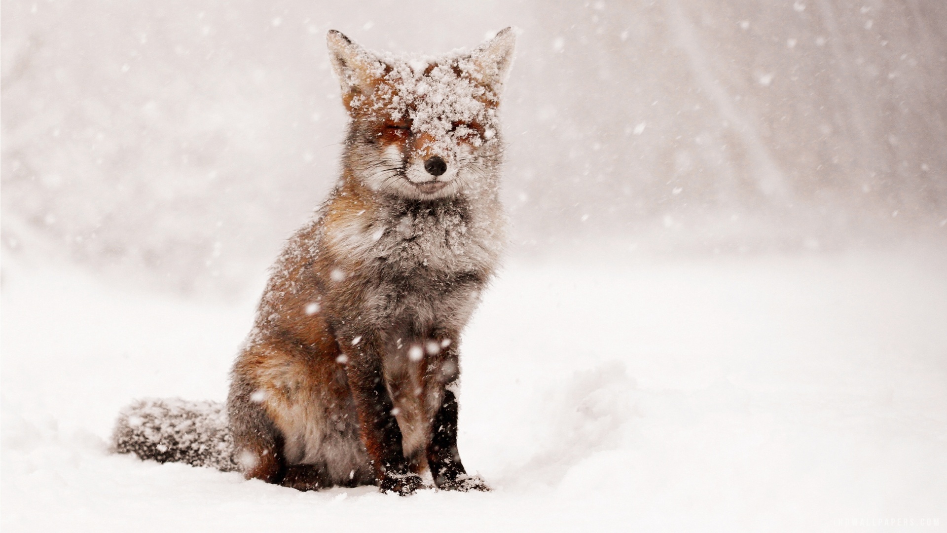 fox snow winter