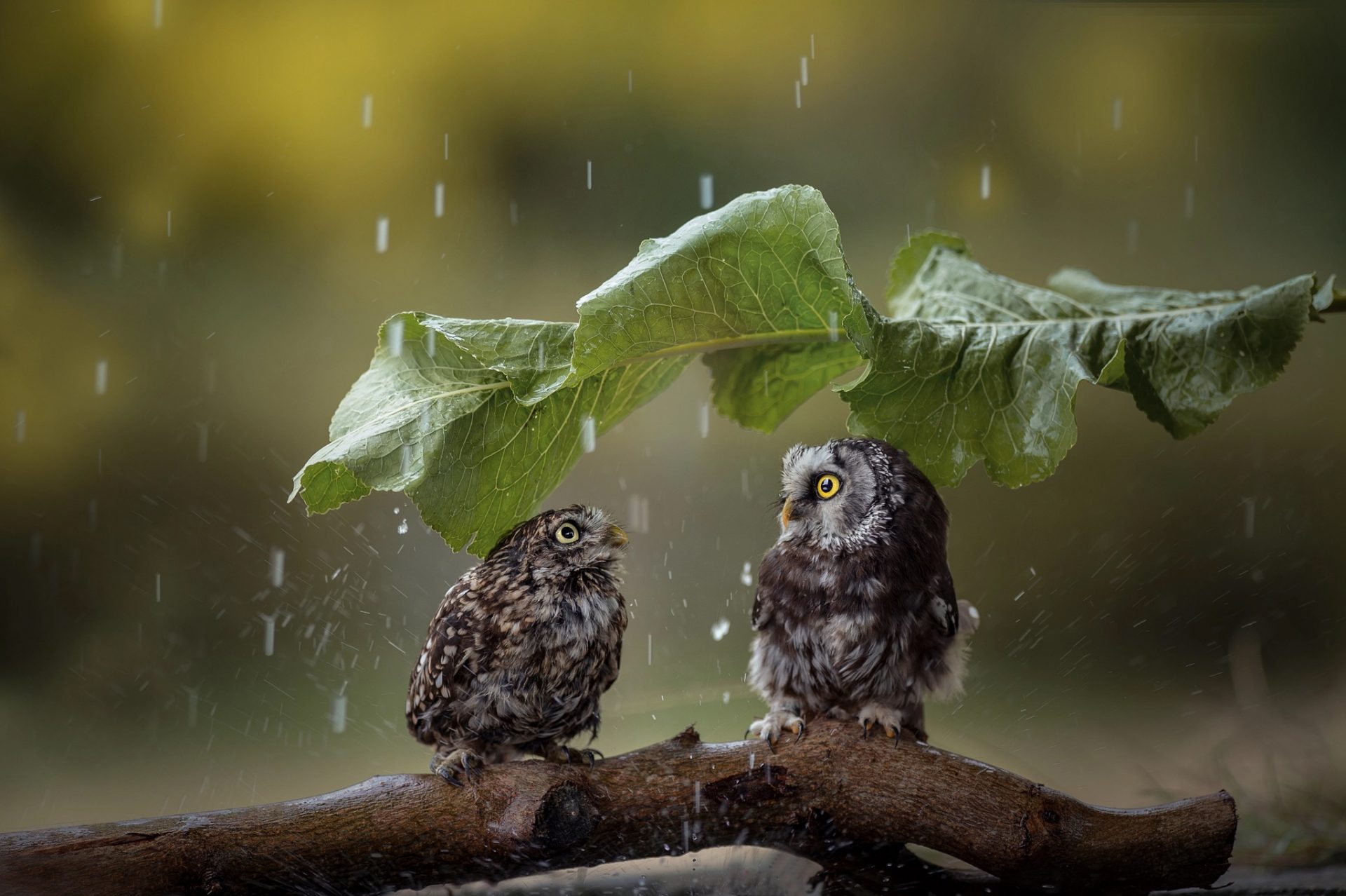 rain leaves animals birds 1422451