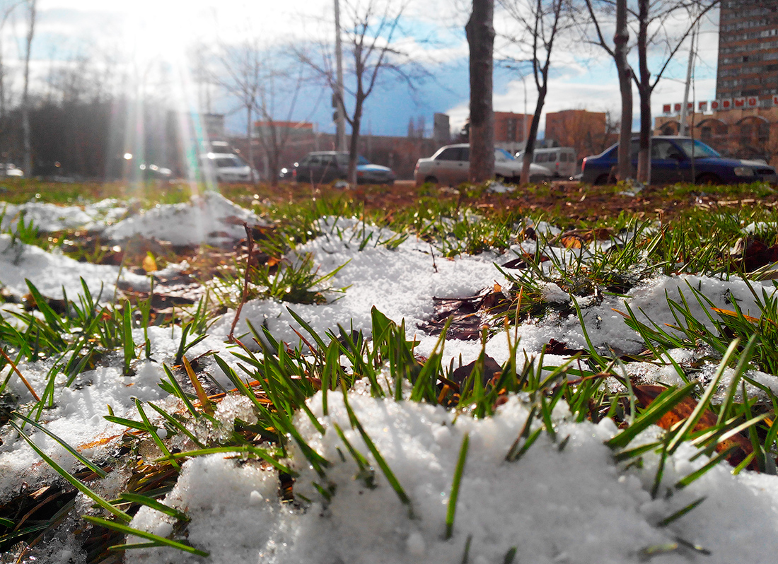 snow grass