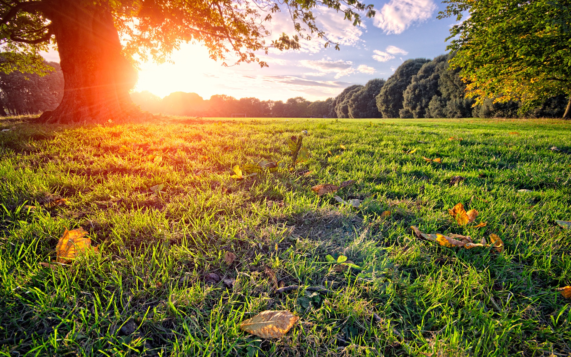 Sun rays park meadow tree