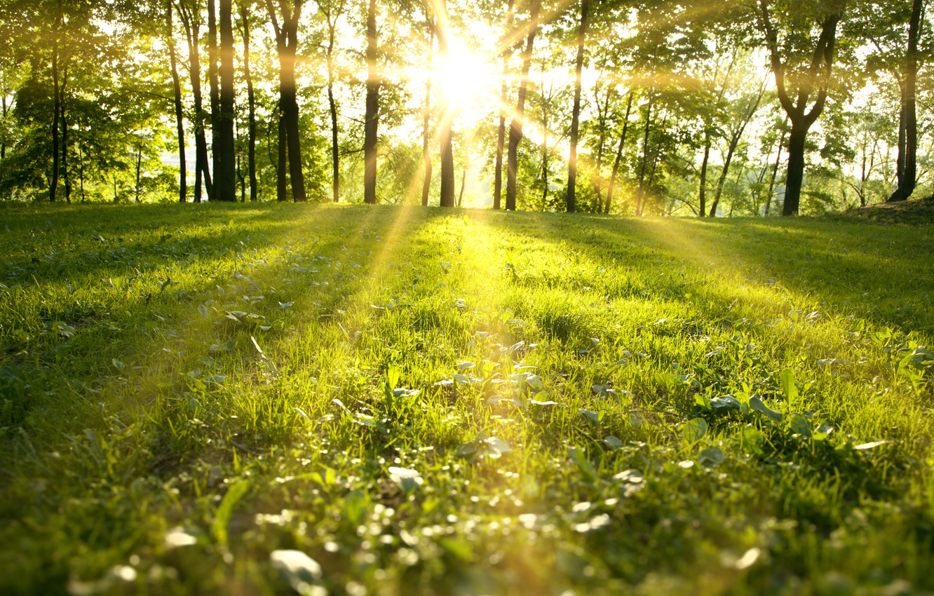 spring park sunlight forest