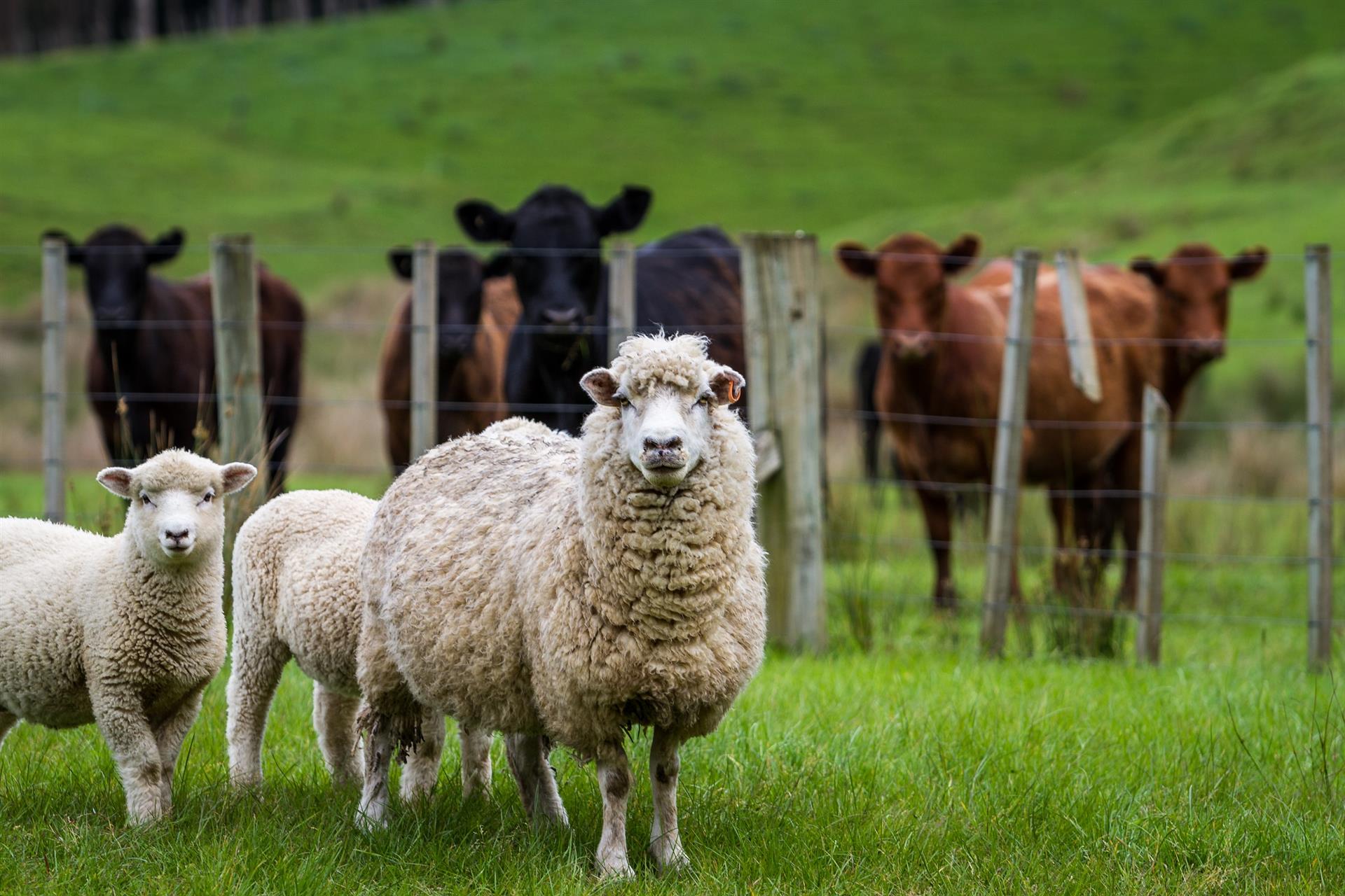 farm istock