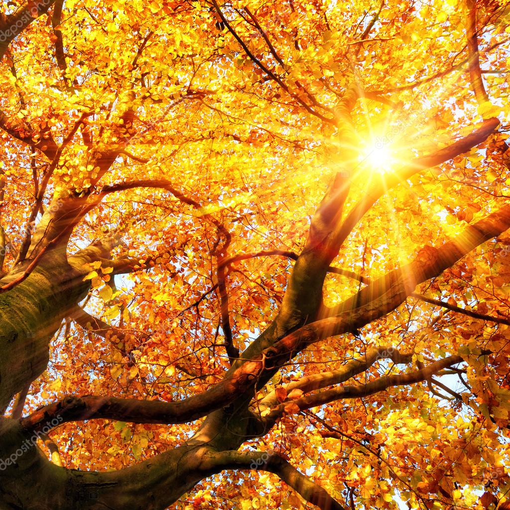 depositphotos 82075372 stock photo the autumn sun shining through