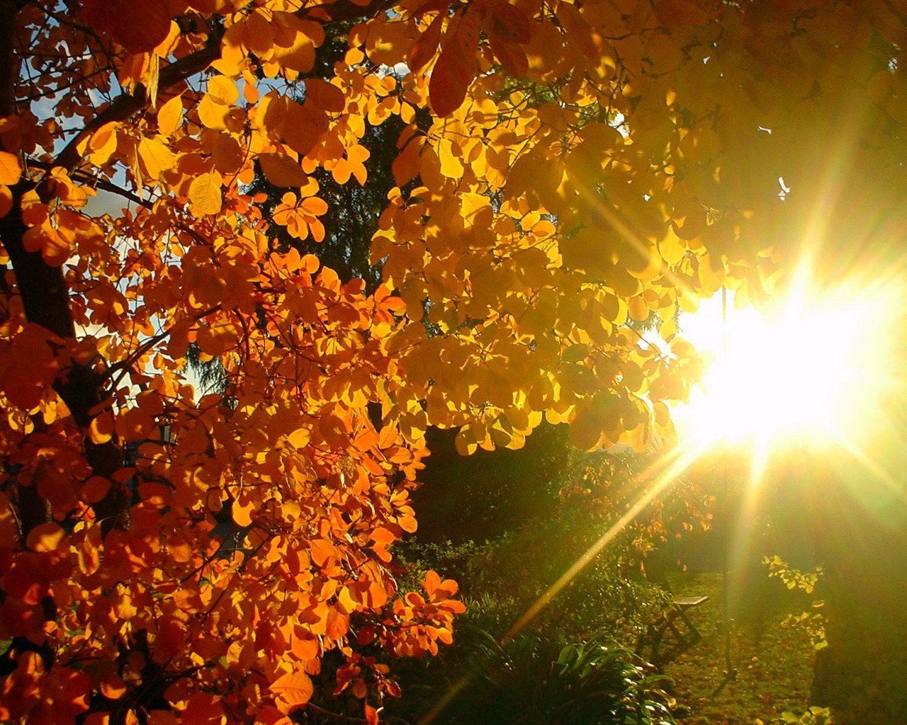 sunlight leaves nature sky branch yellow evening beams Sun spring light tree autumn leaf plant flora computer wallpaper deciduous maple tree maidenhair tree maple leaf patches light 780556