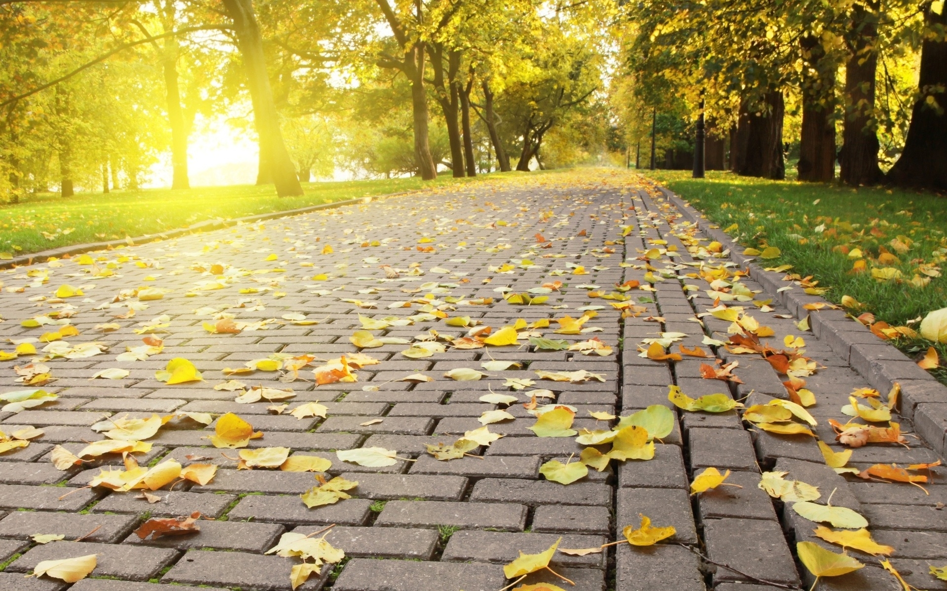 sunlight leaves park yellow light autumn leaf season sidewalk road surface 592875