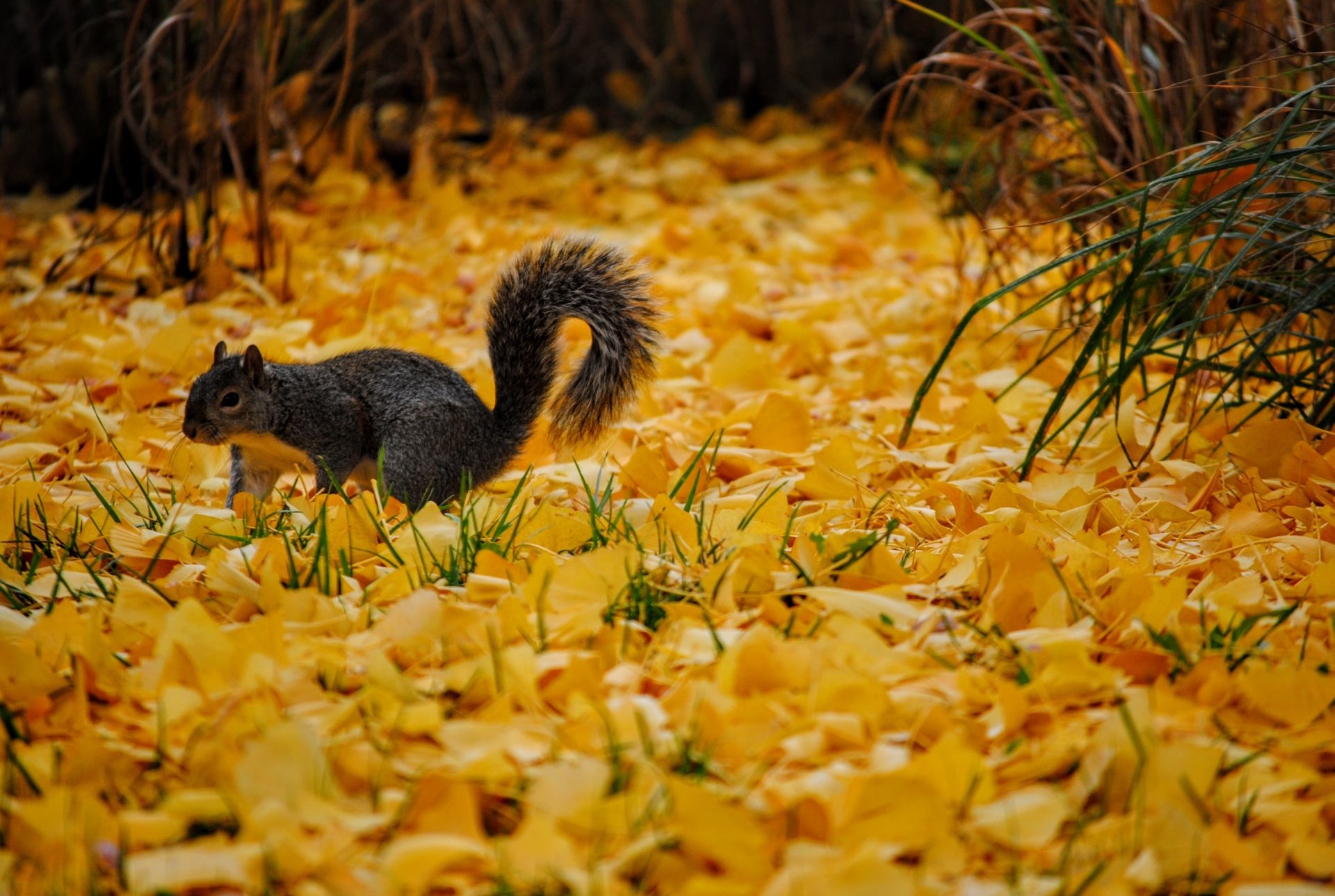 tree nature ground leaf flower animal wildlife autumn mammal squirrel colorful rodent season fauna leaves furry 588253