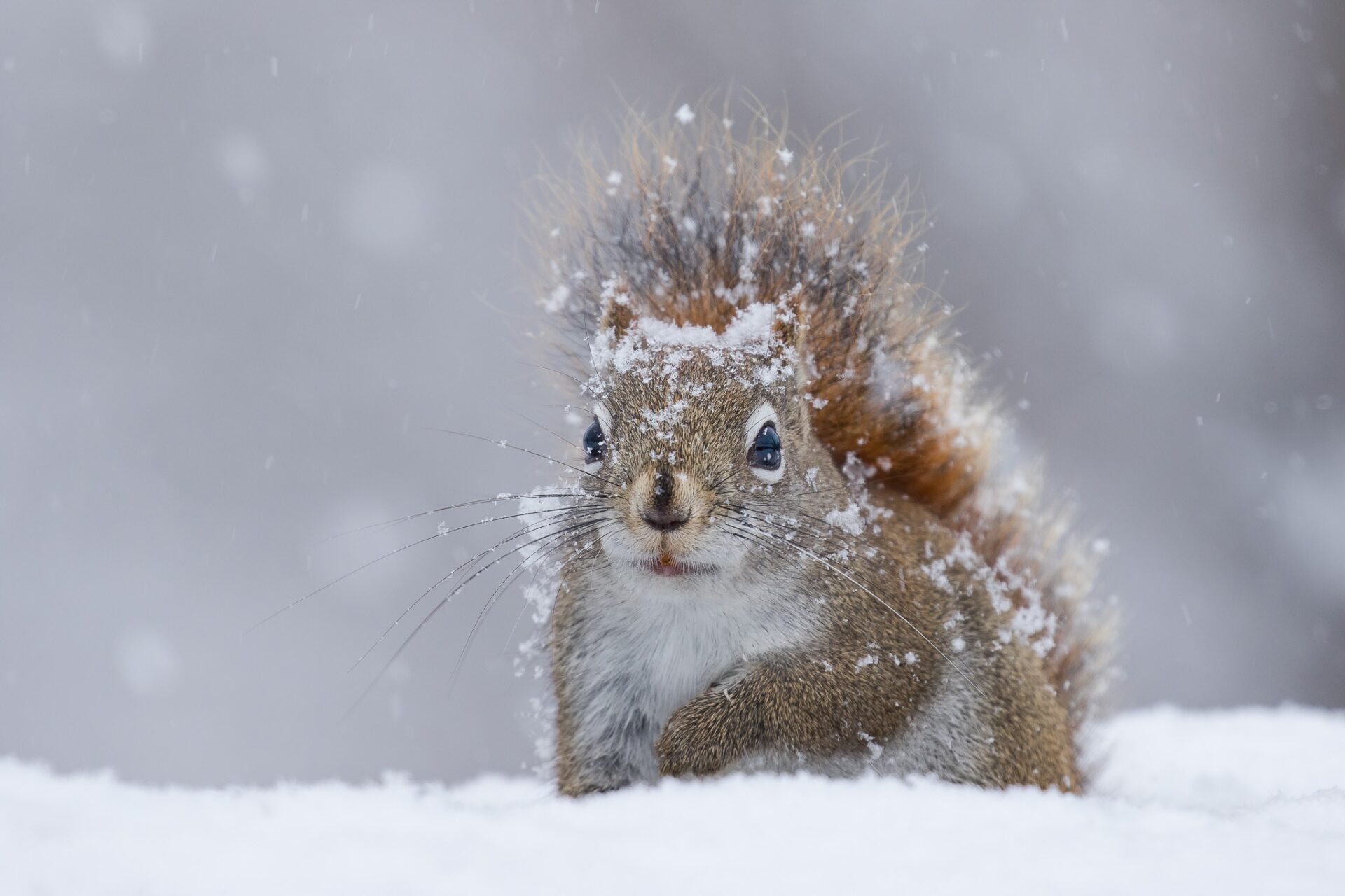 cold winter snow mammals squirrel animals 1781879