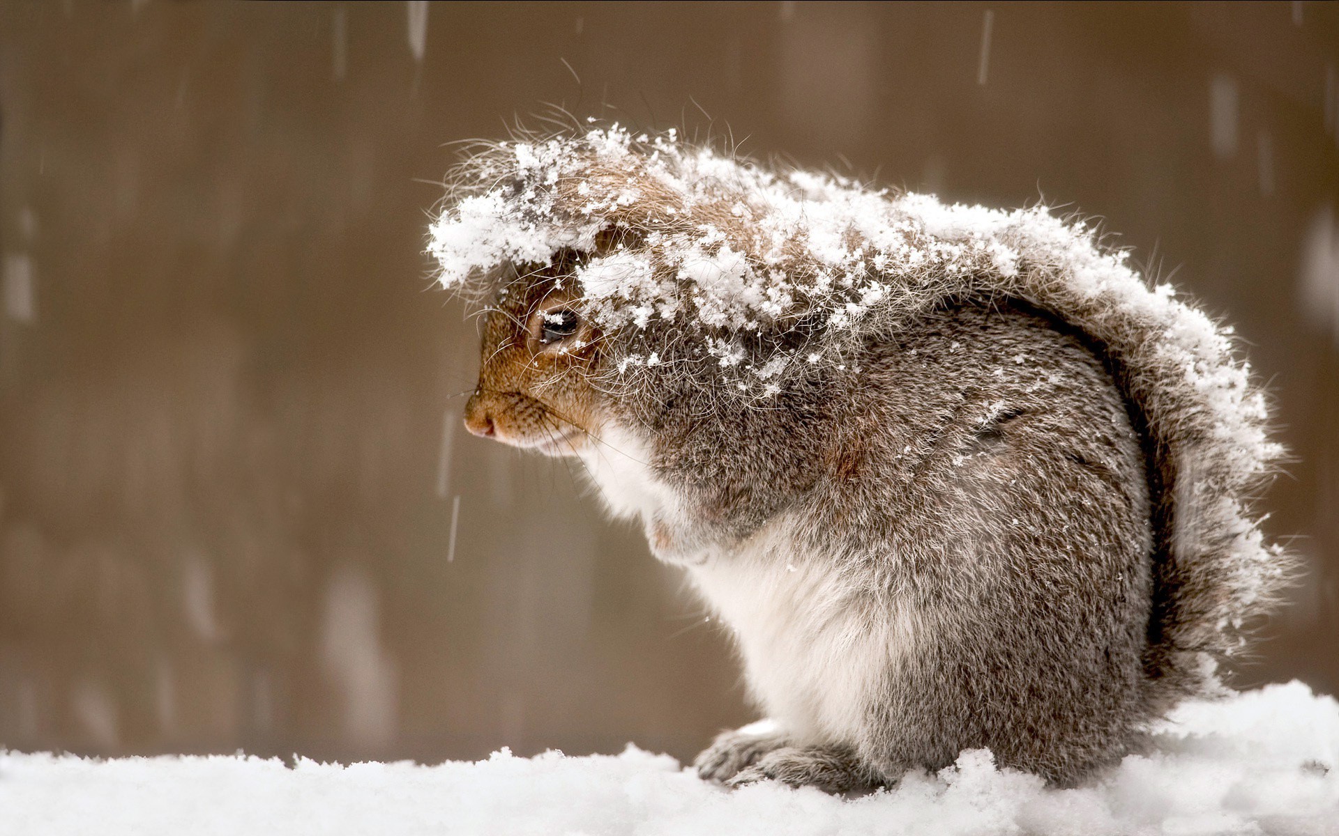 2470 snow squirrel animals