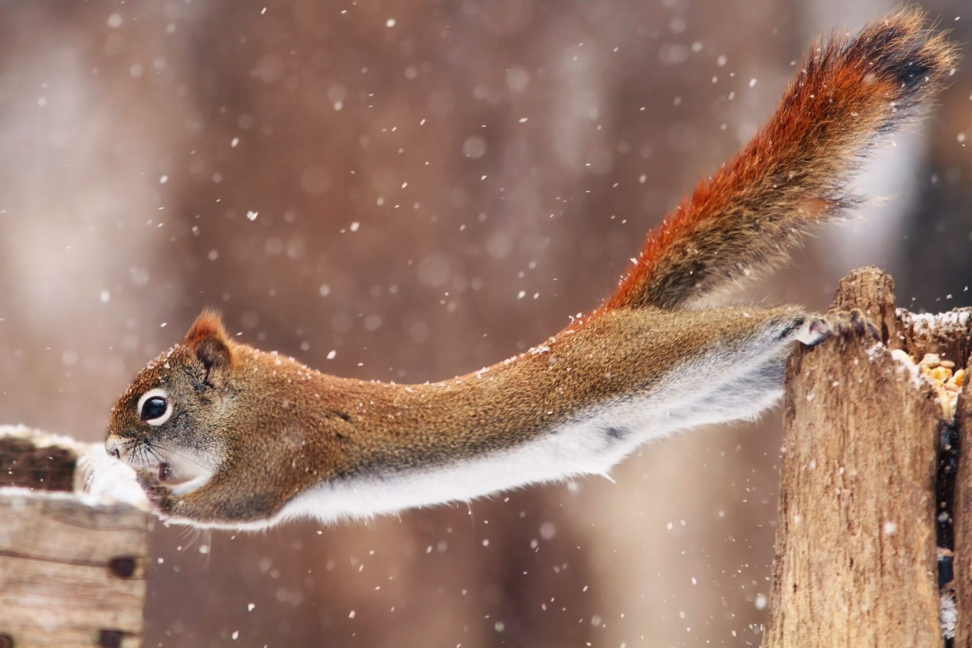 snow winter animals mammals squirrel 1669415